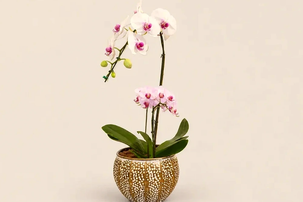 Combo de Orquídeas Brancas – Haste Única + Mini Dupla em Vaso Decorativo Premium