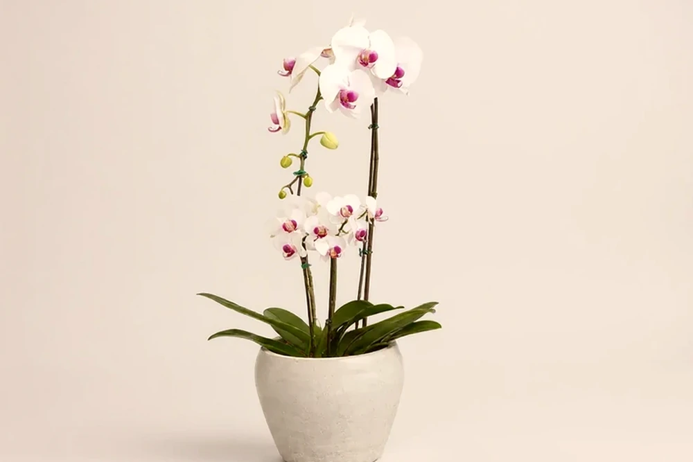 Combo de Orquídeas Brancas Premium e Mini em Vaso Elegante
