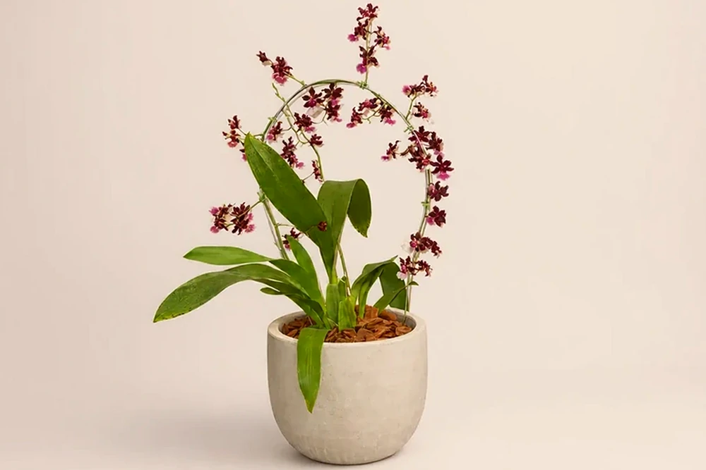 Orquídea Chocolate com Haste Arqueada em Vaso Minimalista
