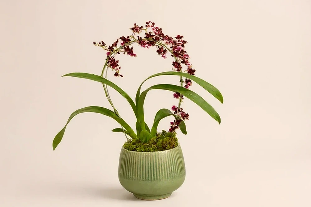 Orquídea Chocolate Premium em Vaso Elegante