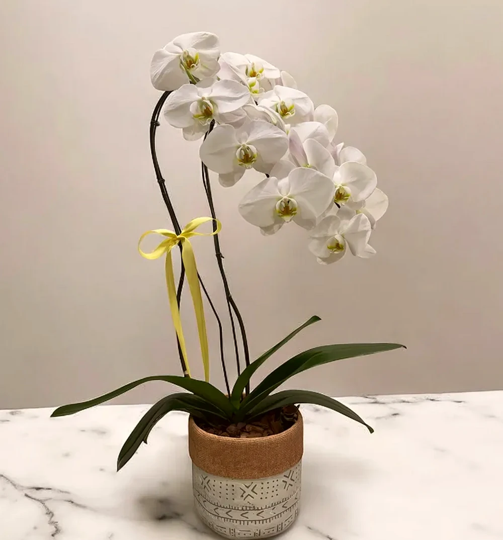 Orquídea Phalaenopsis Luxo Branca no Vaso Decorativo