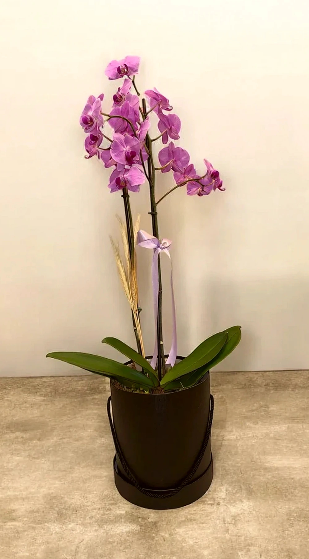 Orquídea Phalaenopsis com duas astes com caixa especial
