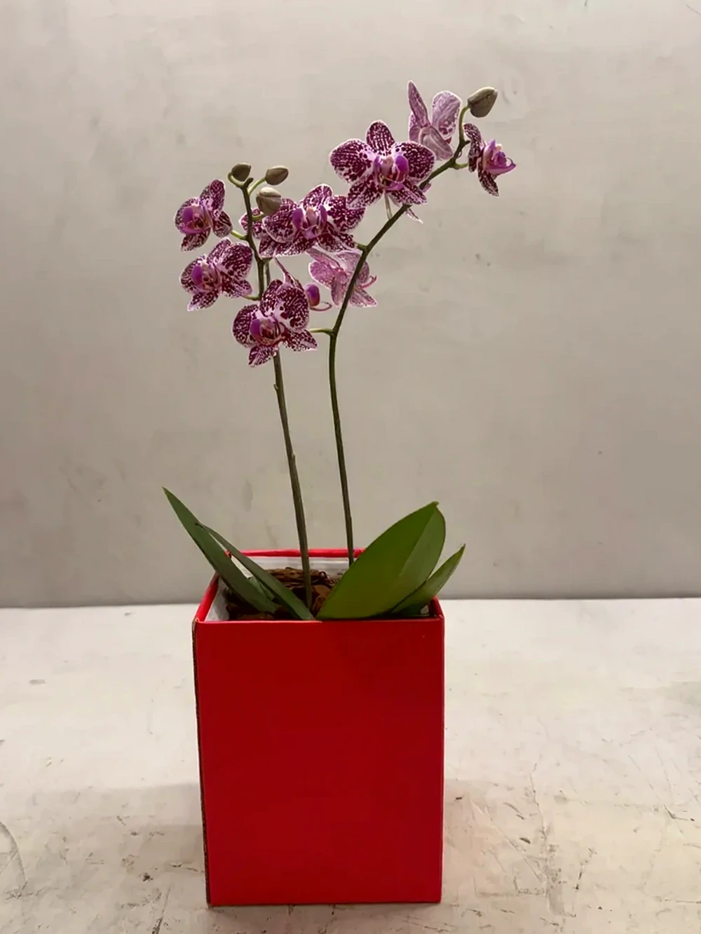 Mini Orquídeas Brancas em Caixa Elegante