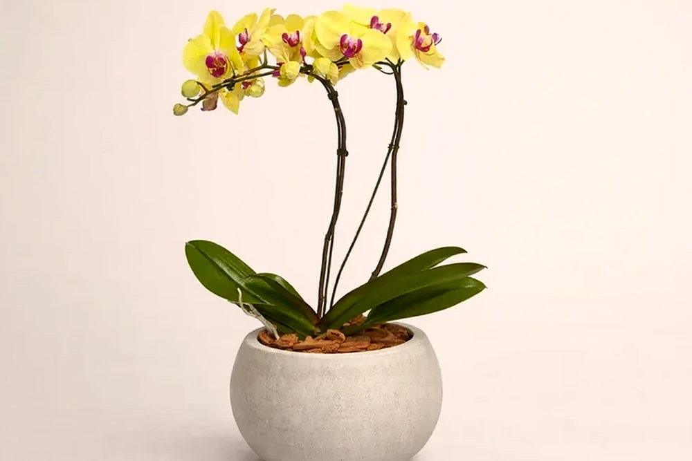 Orquídea Amarela em vaso moderno de cimento queimado