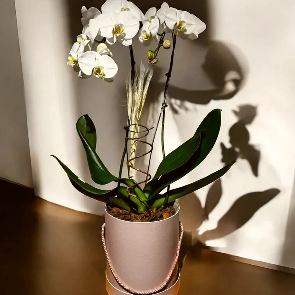 Orquídea branca em caixa clássica