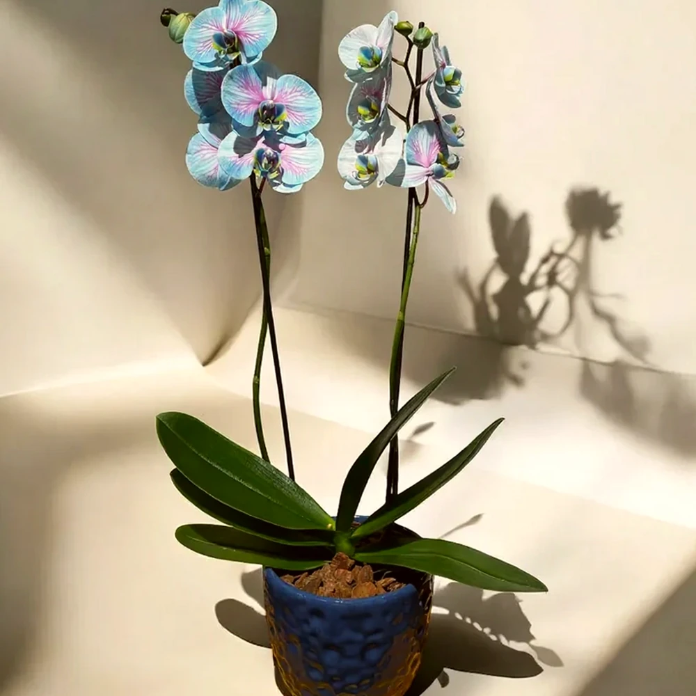 Orquídea Azul e rosa em vaso de cerâmica