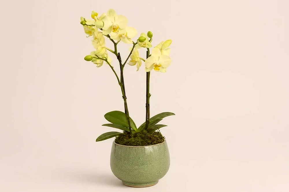 Mini Orquídea Elegante em Vaso