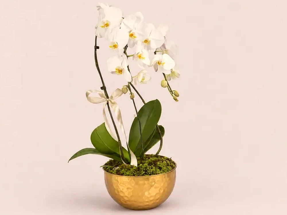 Arranjo Luxuoso com Orquídea Branca Premium
