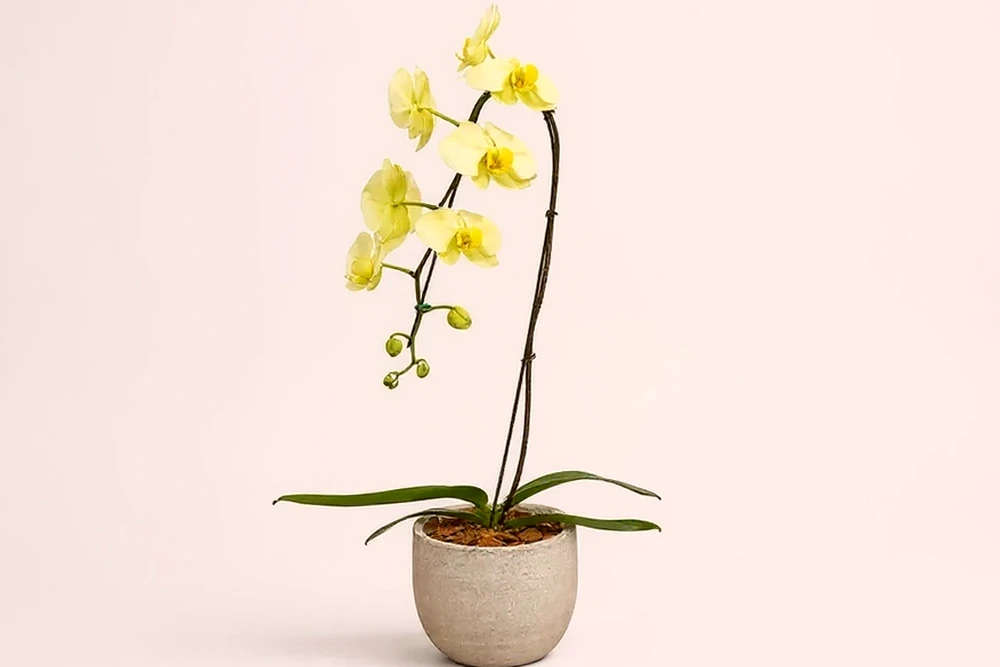 Orquídea Elegante em Vaso Premium