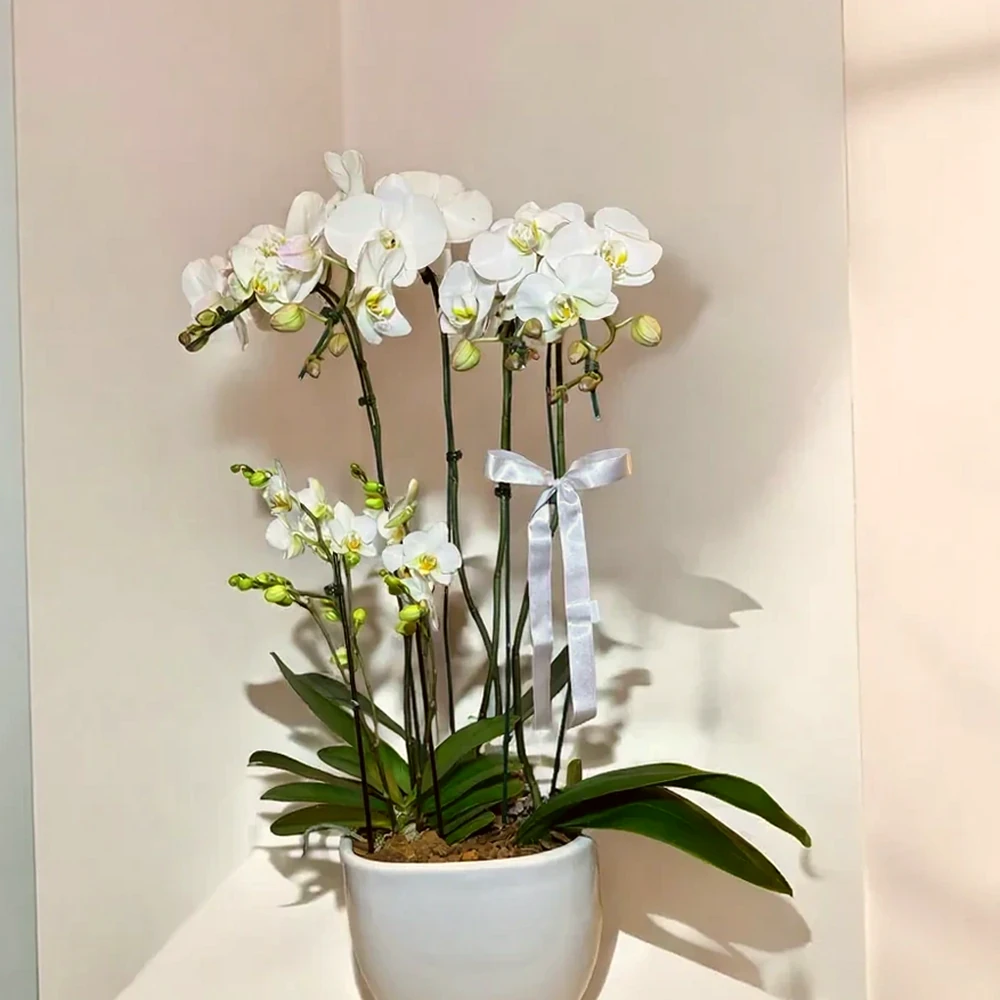 Orquídea Branca Exclusiva em Vaso Moderno