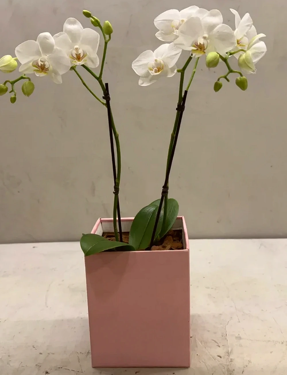 Mini Orquídeas Brancas em Caixa Elegante