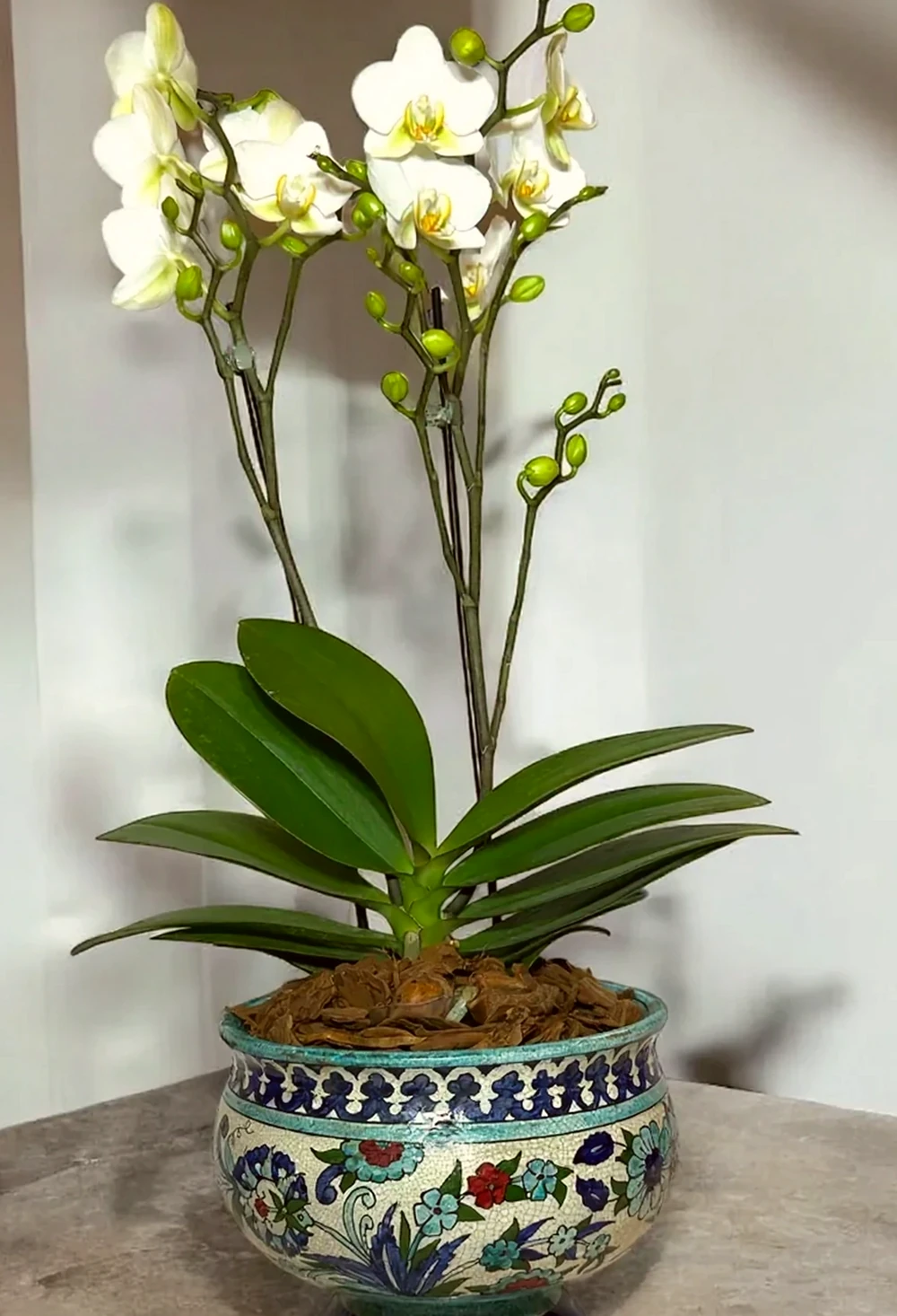 Orquídea Real em Antigo Vaso Damasceno