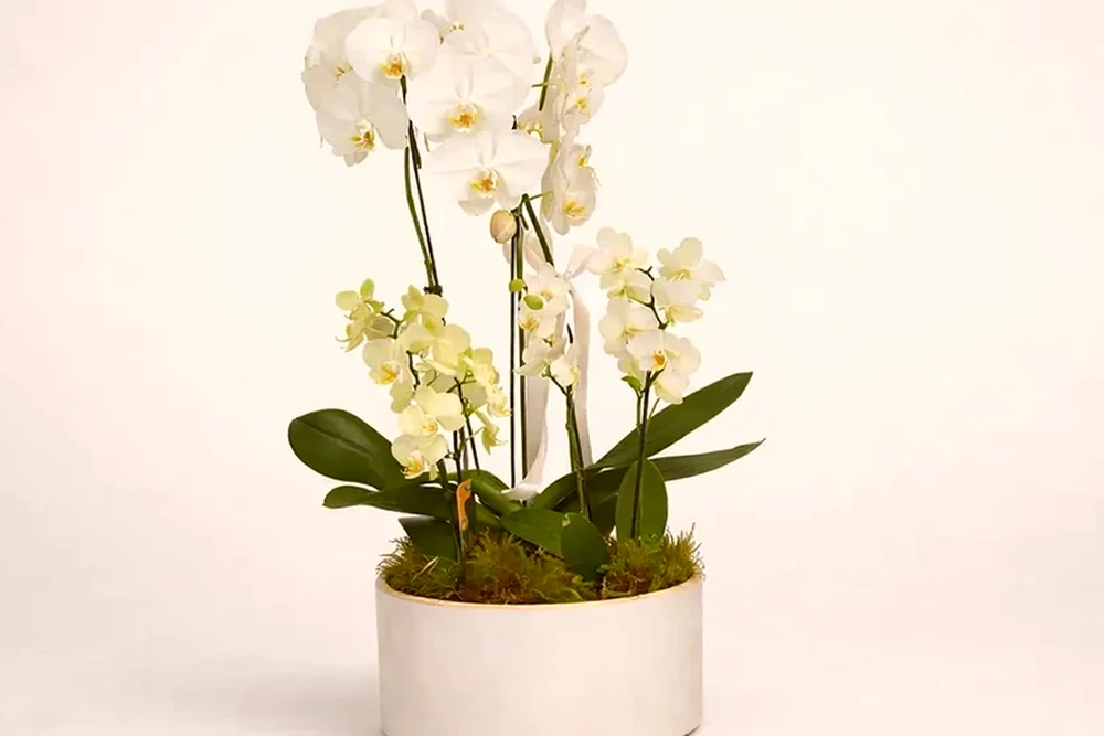 Orquídea Cascata Grande com Duas Mini Orquídeas em Vaso de Cerâmica