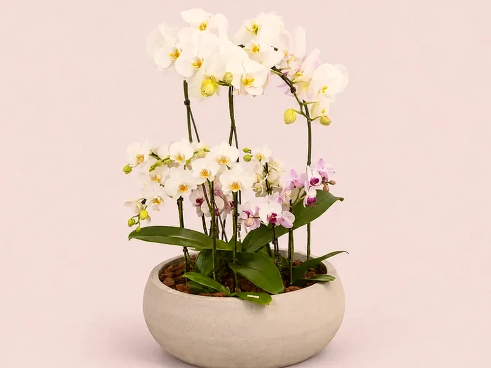 Arranjo Premium com 4 Mini Orquídeas e 1 Orquídea Grande