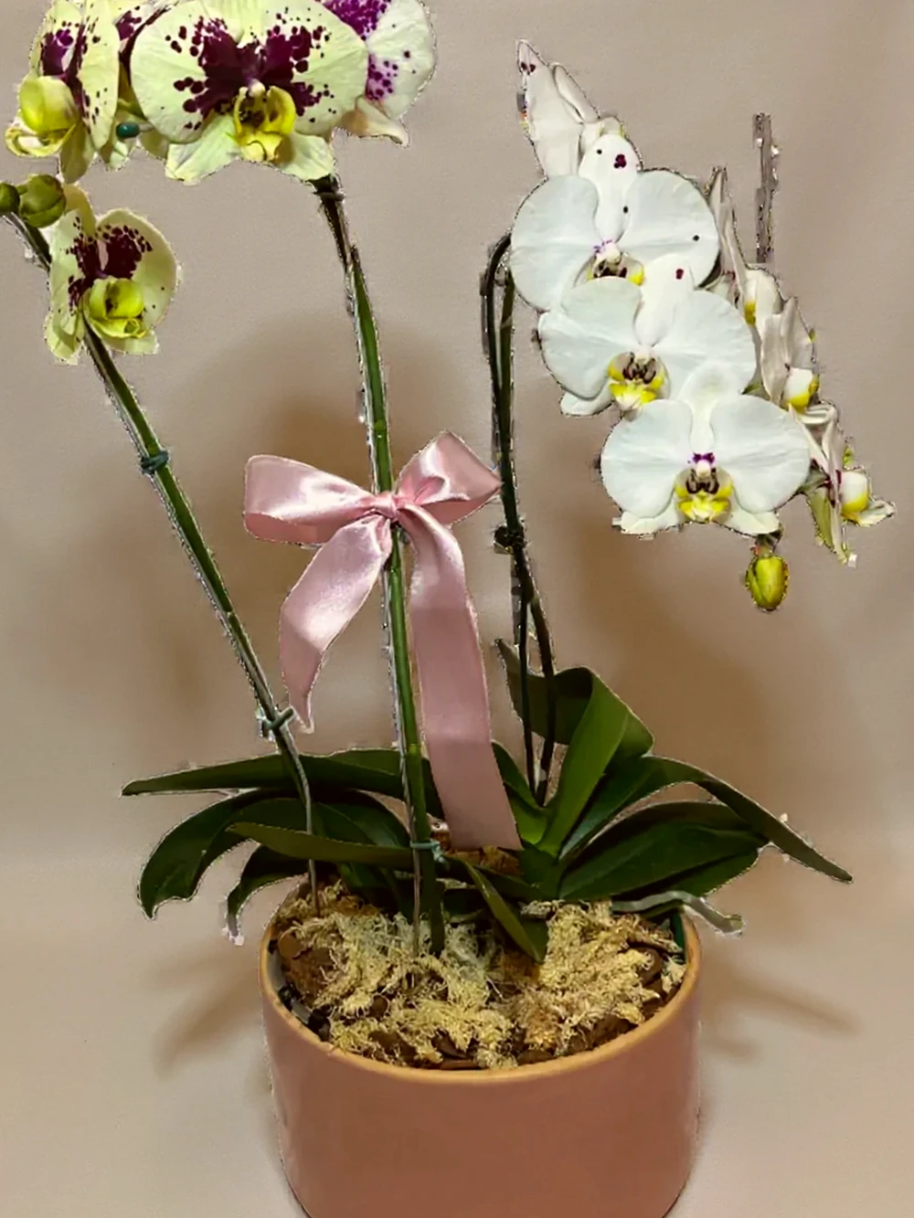 Arranjo Luxuoso de Orquídeas em Vaso de Cerâmica Grande