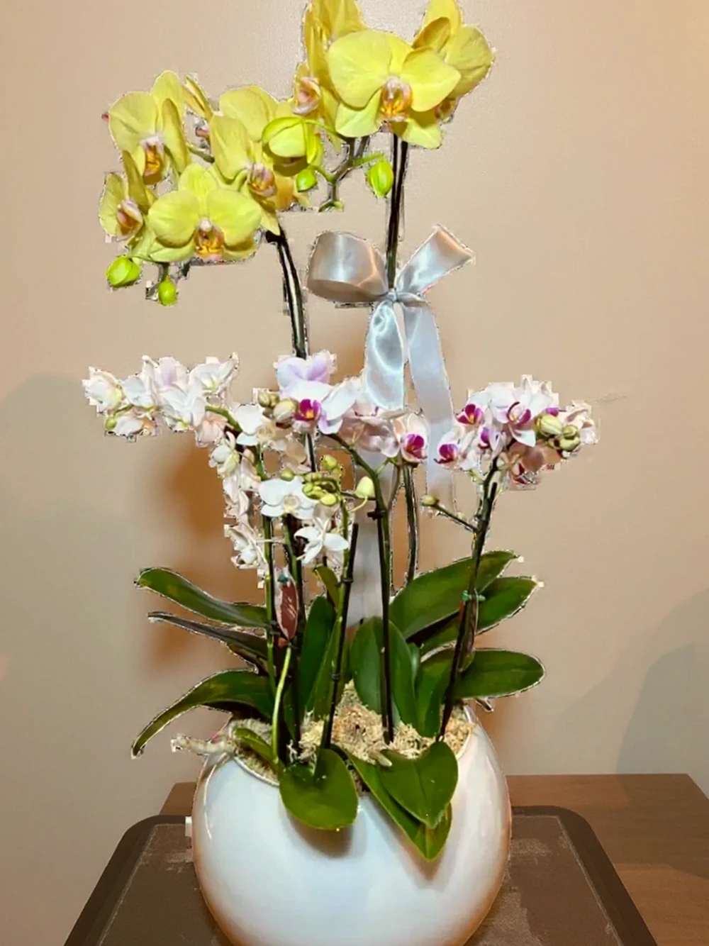 Três Orquídea Phalaenopsis com vaso vedro