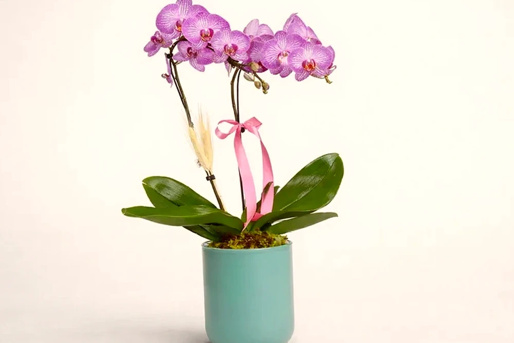 Orquídea Phalaenopsis Rosa Elegante